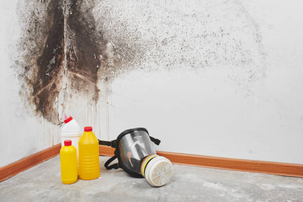 Best Mold Testing  in San Carlos Park, FL