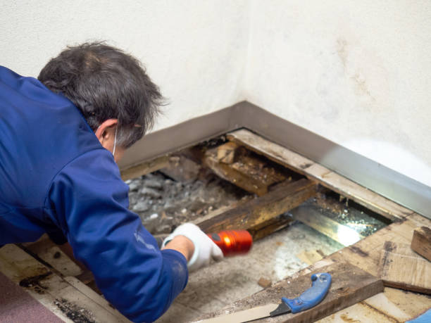 Best Toxic Mold Removal  in San Carlos Park, FL