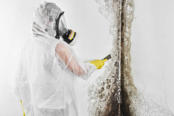 Best Crawl Space Mold Removal  in San Carlos Park, FL