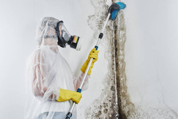Professional Mold Removal in San Carlos Park, FL