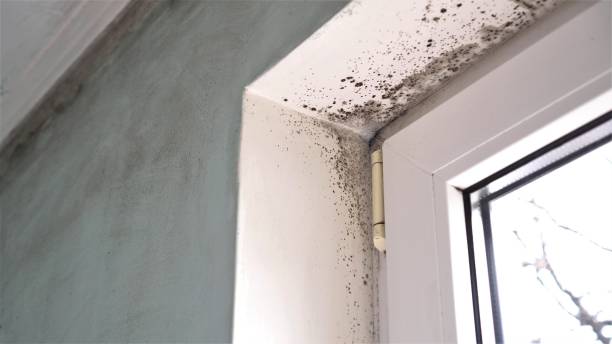 Best Office Mold Removal Services  in San Carlos Park, FL