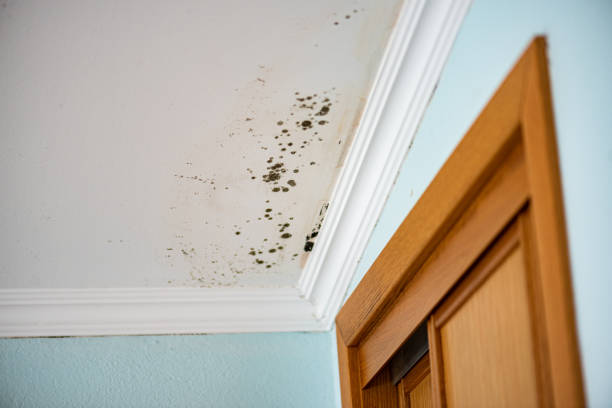 Best Affordable Mold Removal  in San Carlos Park, FL