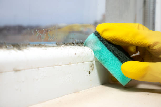 Best Commercial Mold Removal  in San Carlos Park, FL