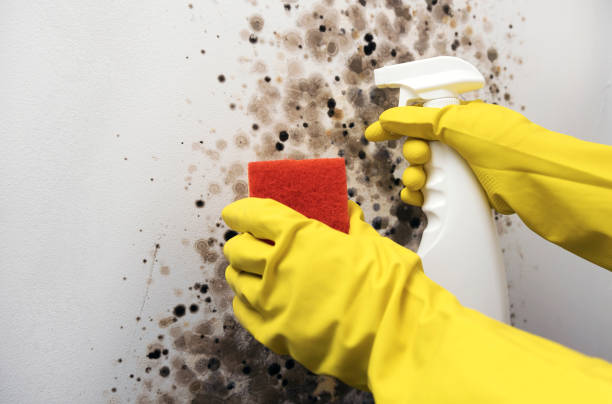 Best Mold Damage Repair  in San Carlos Park, FL