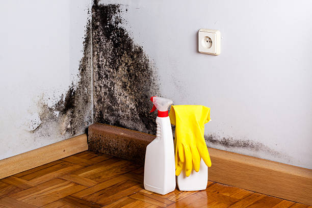 Best Residential Mold Removal  in San Carlos Park, FL