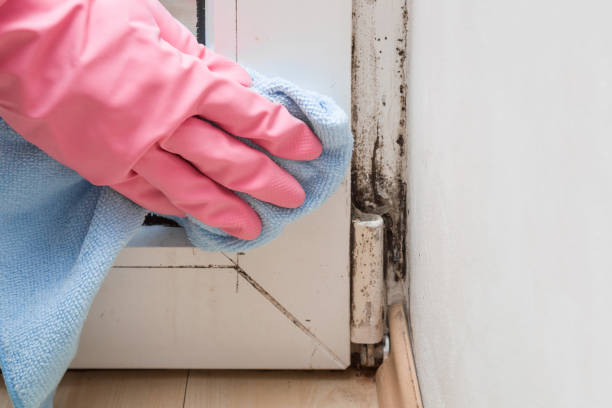 Best Certified Mold Removal  in San Carlos Park, FL