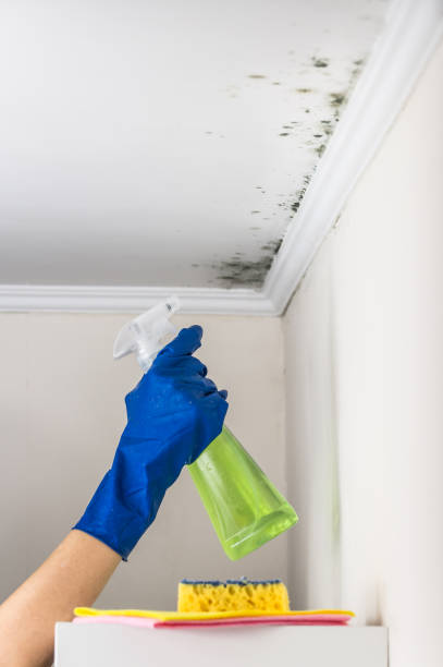 Best Mold Remediation  in San Carlos Park, FL